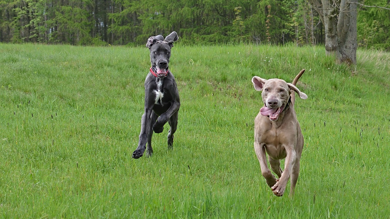 running dogs weimaraner great dane free photo