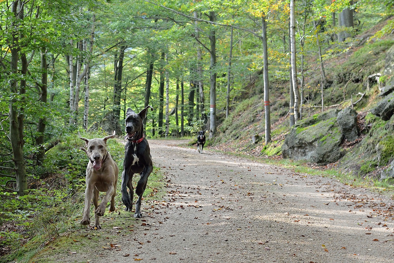 running dogs path forest free photo