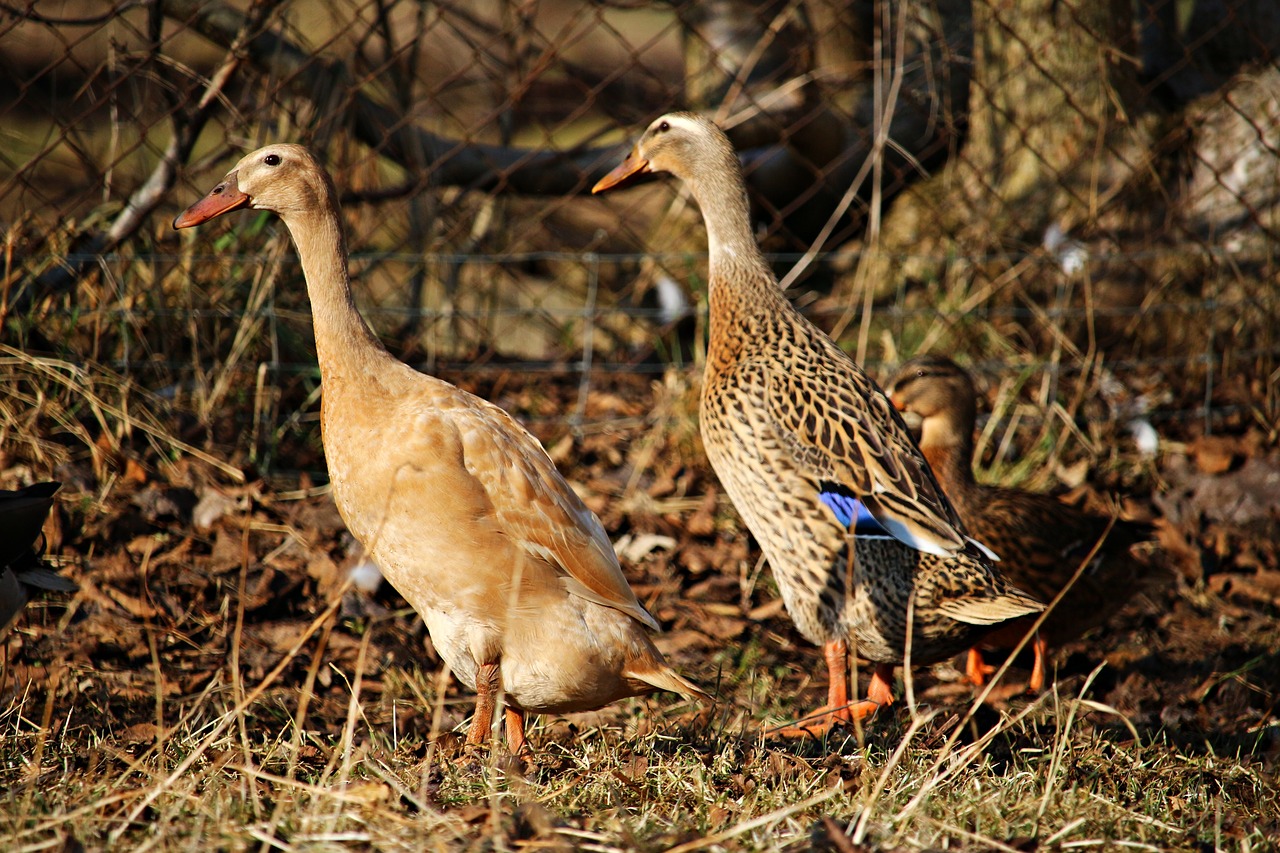 running duck duck animal world free photo