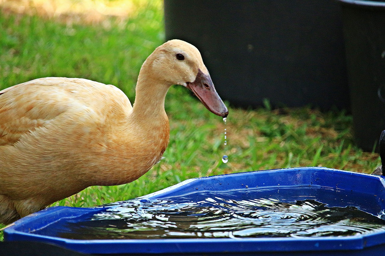 running duck  water  duck free photo