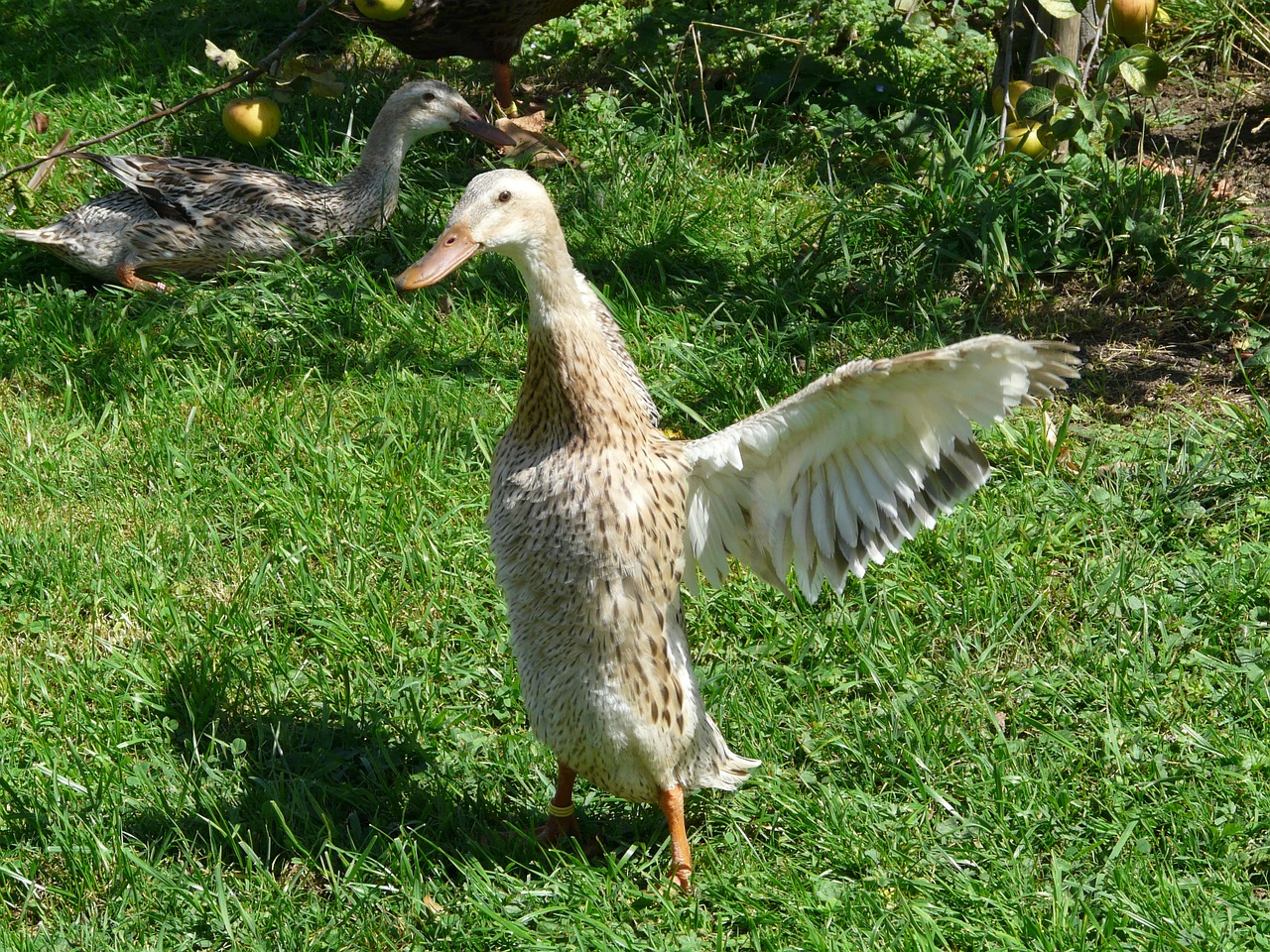 running duck duck wing beat free photo