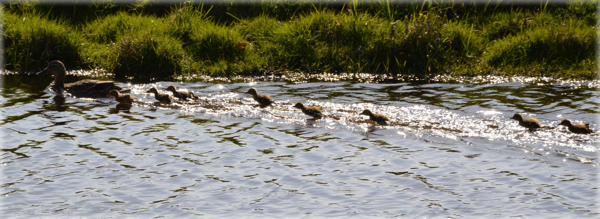 duck ducks animals free photo