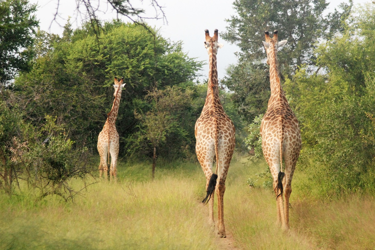 running giraffes large animals group free photo