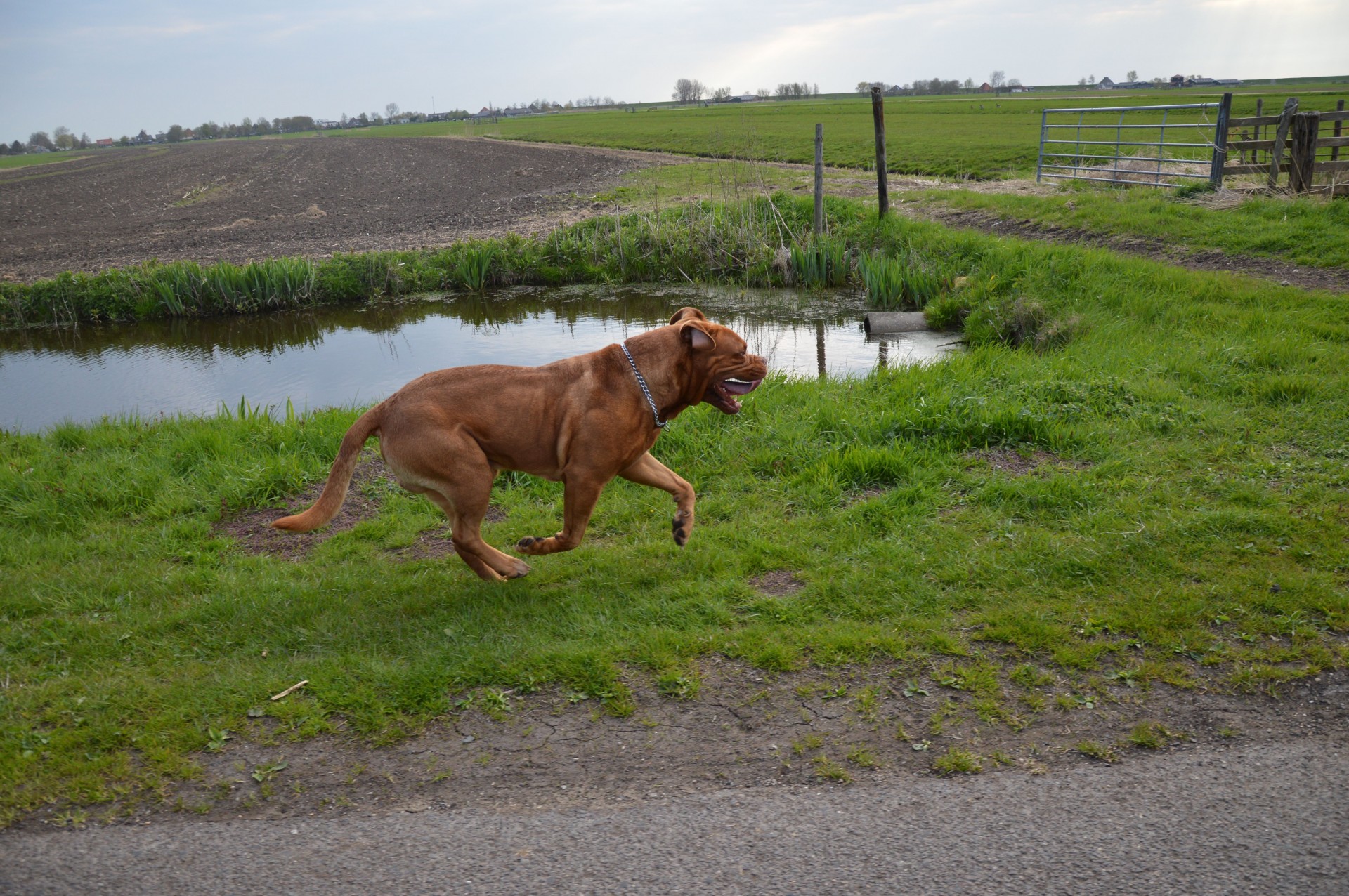 bordeaux running racing free photo