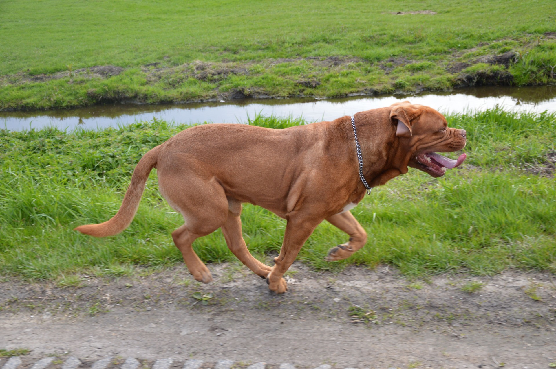 harley dog bordeaux racing free photo