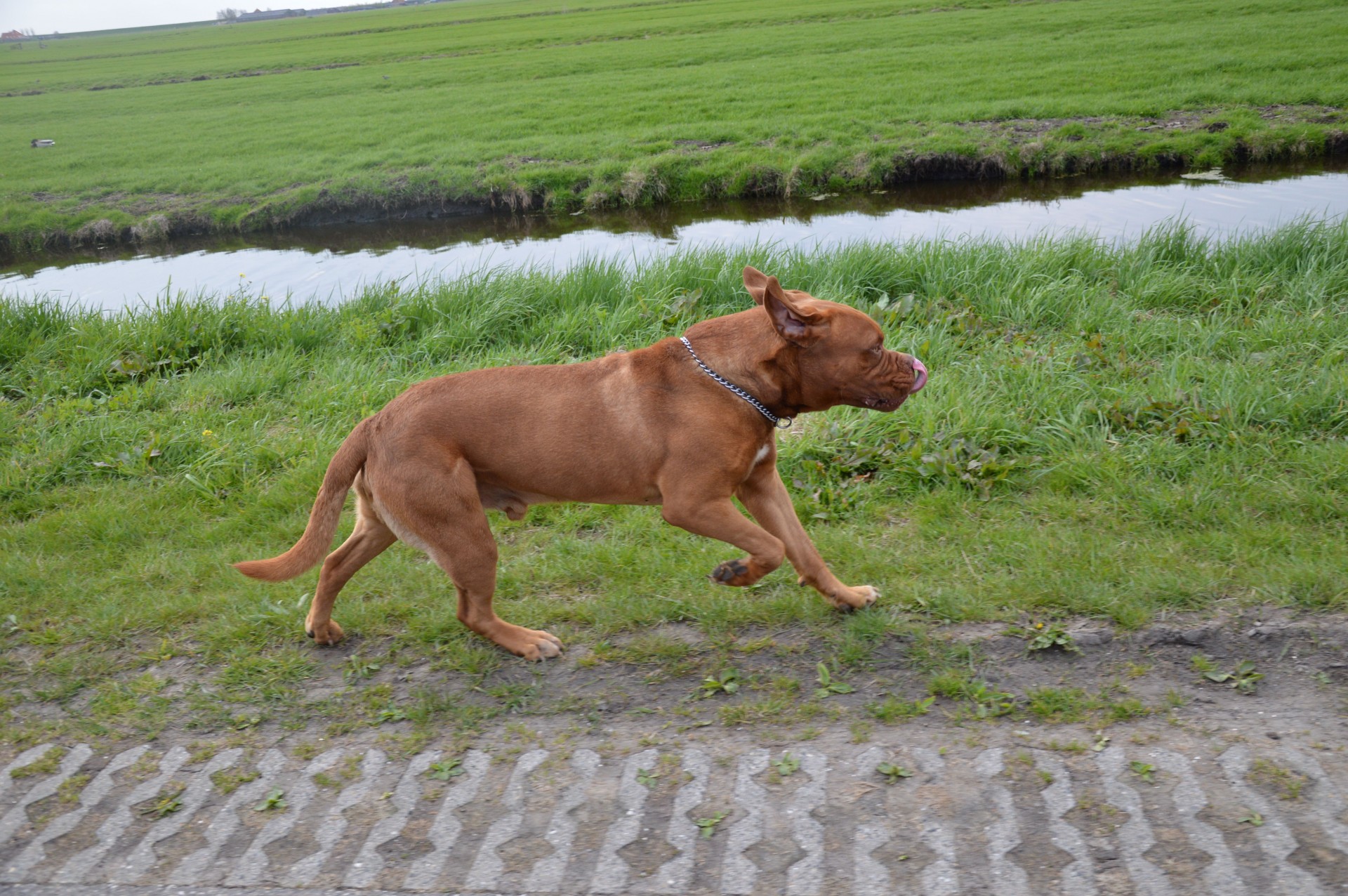 harley dog bordeaux pet free photo