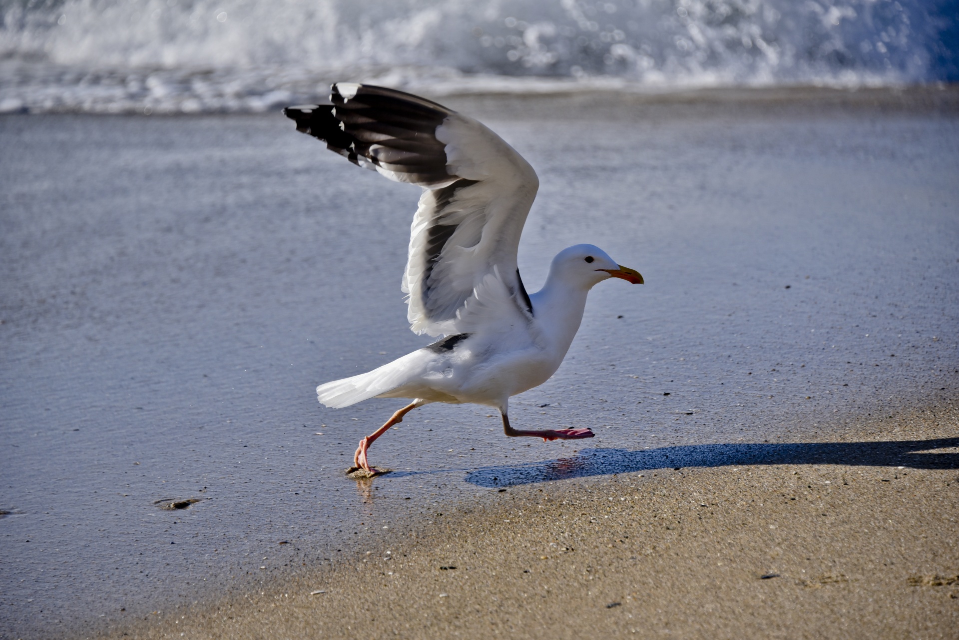jogging seagull beach free photo