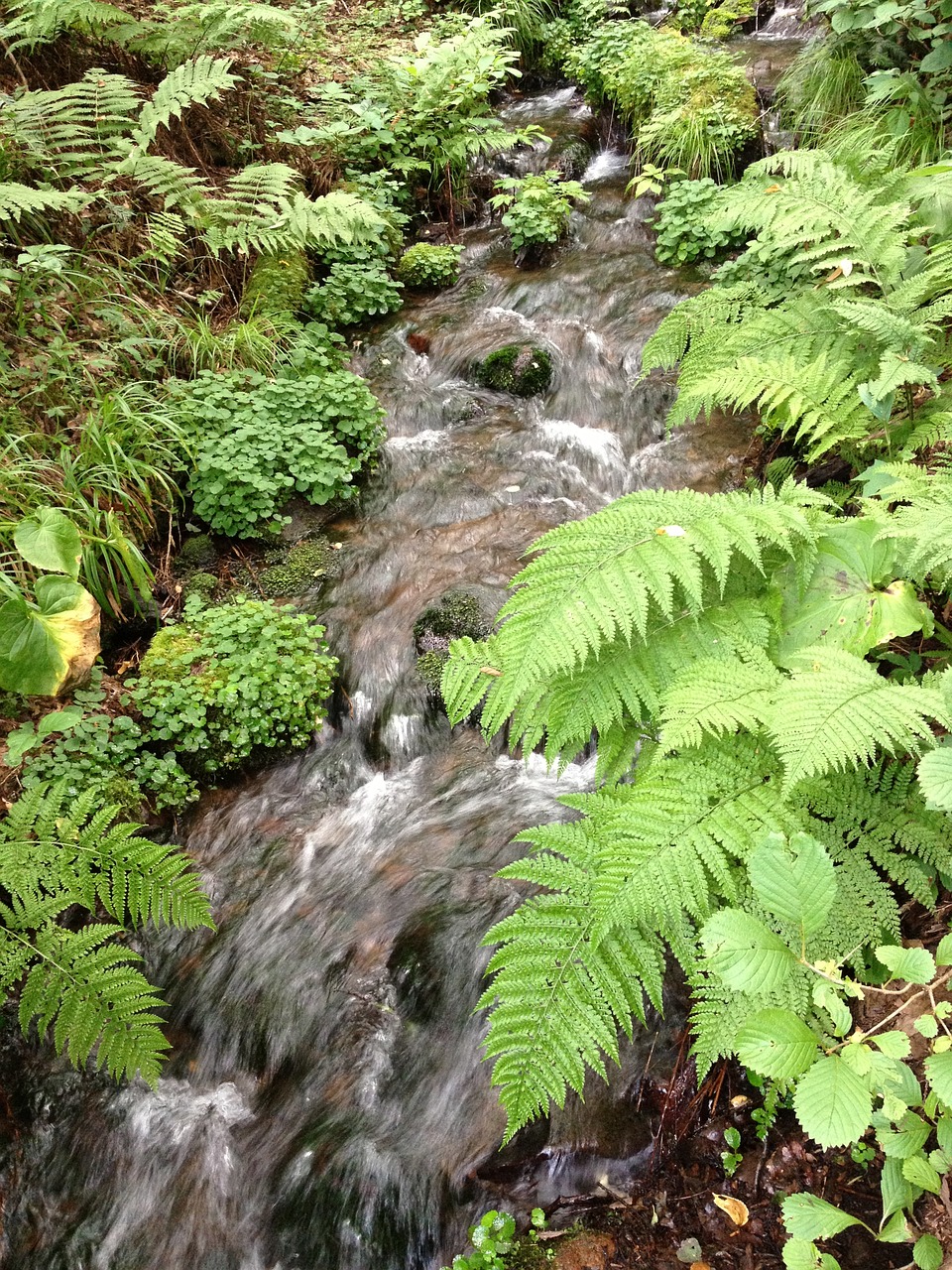 running water water brook free photo