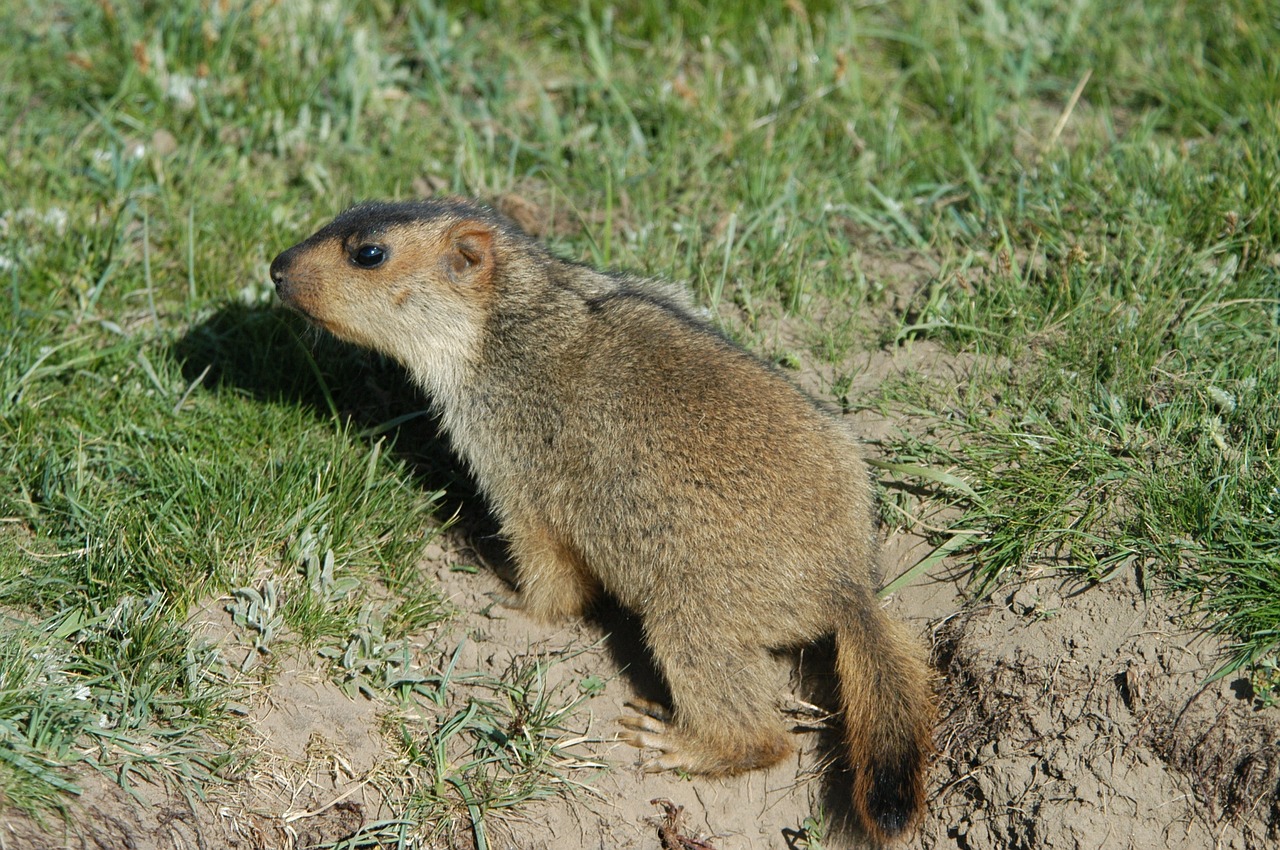 ruoergai grassland marmot free photo