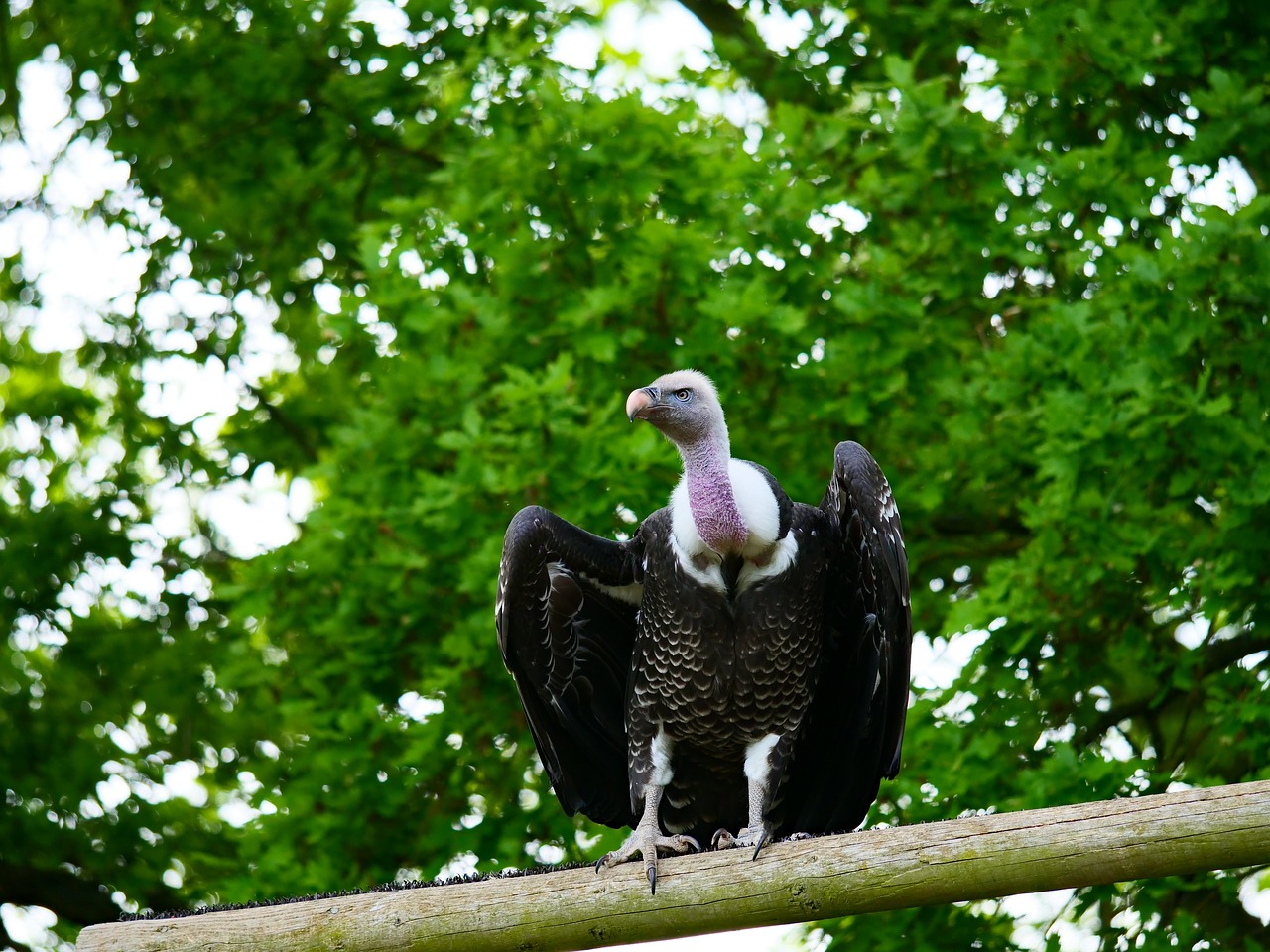 ruppell's vulture  vulture  bird free photo