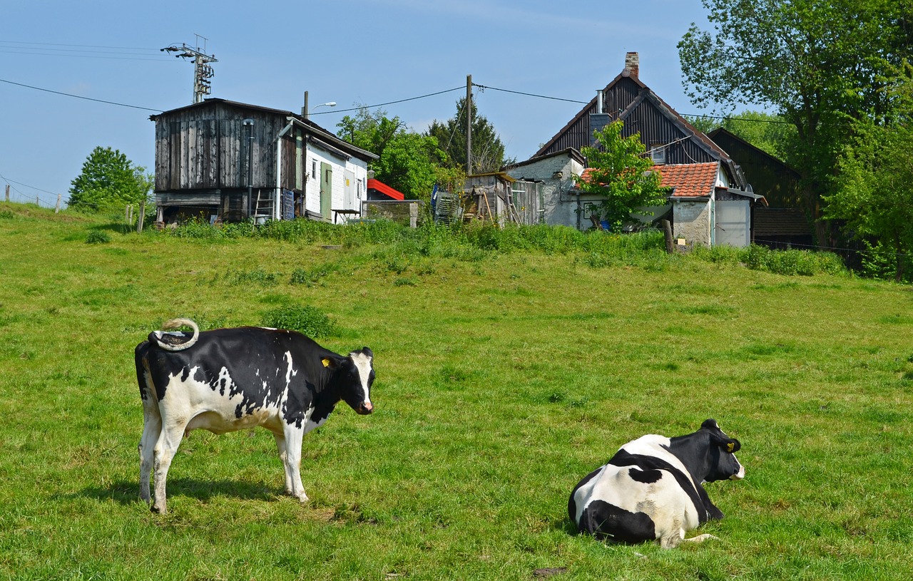 rural idyll cows free photo