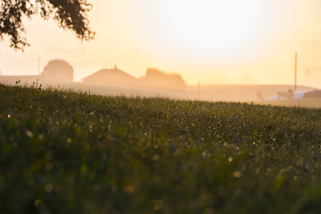 rural morning field free photo