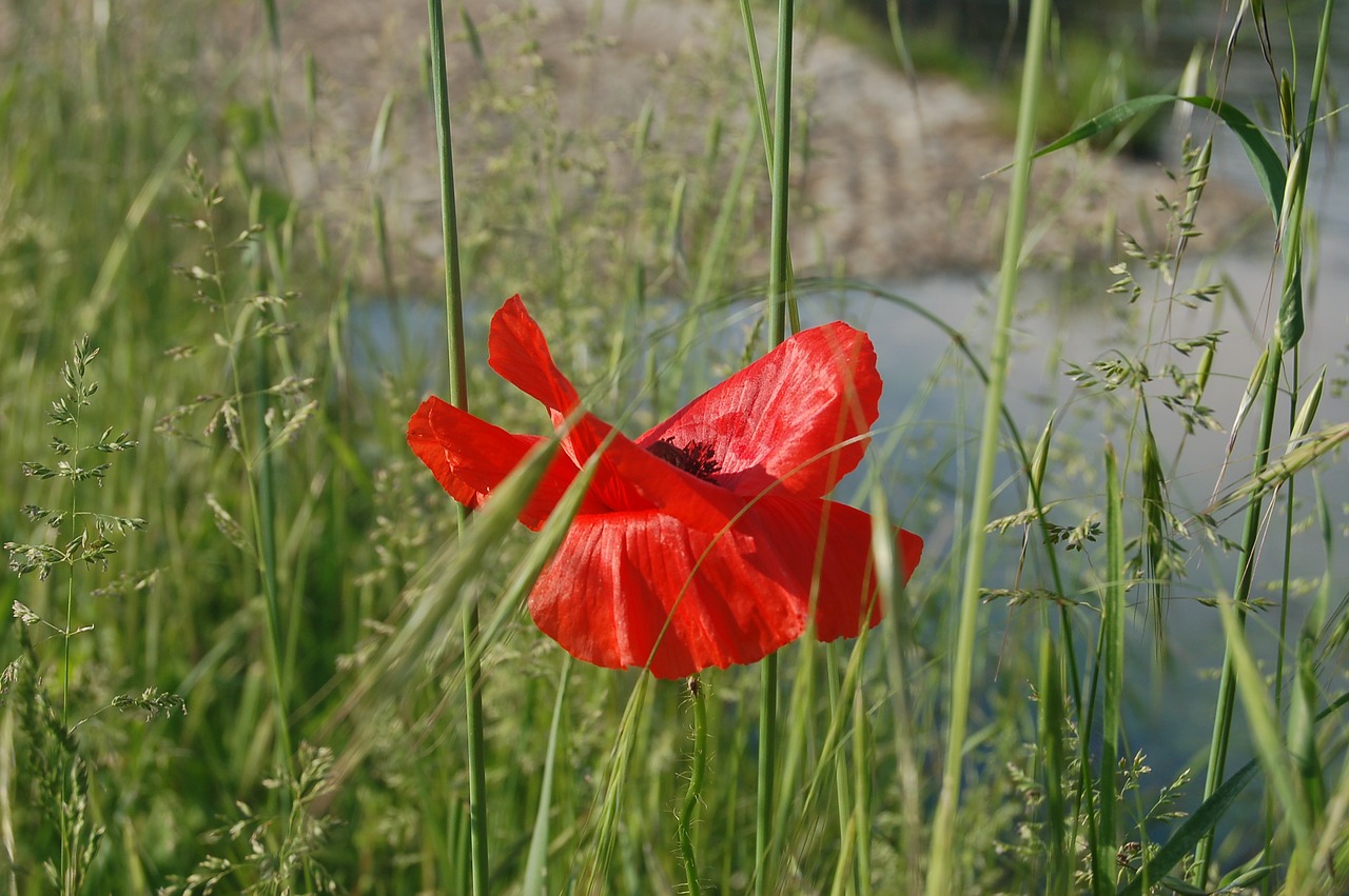 rural  poppy  wildflowers free photo