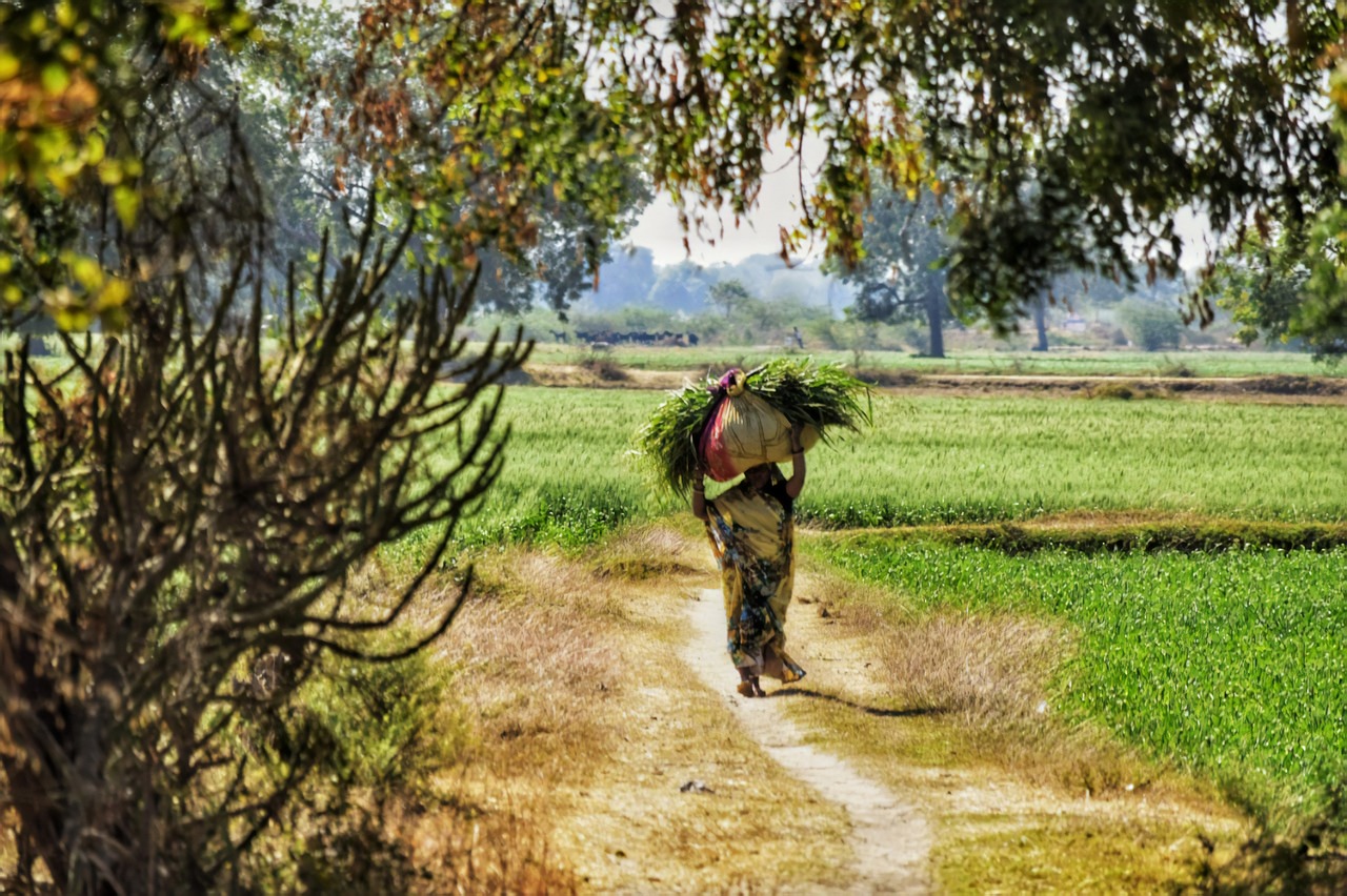 rural  village  harvest free photo