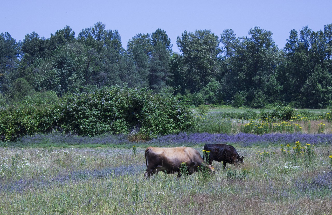 rural  field  cows free photo