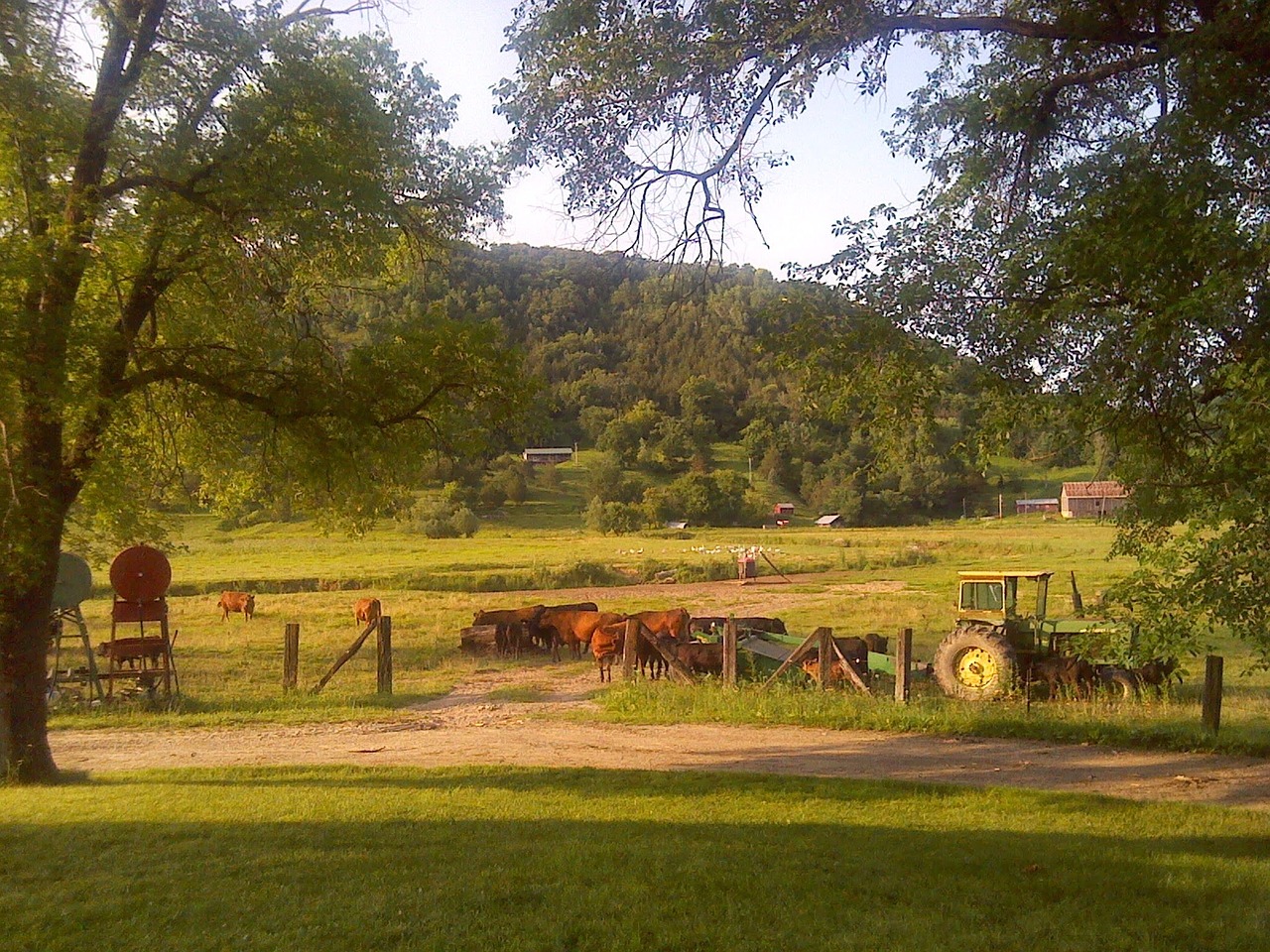 rural cows tractor free photo