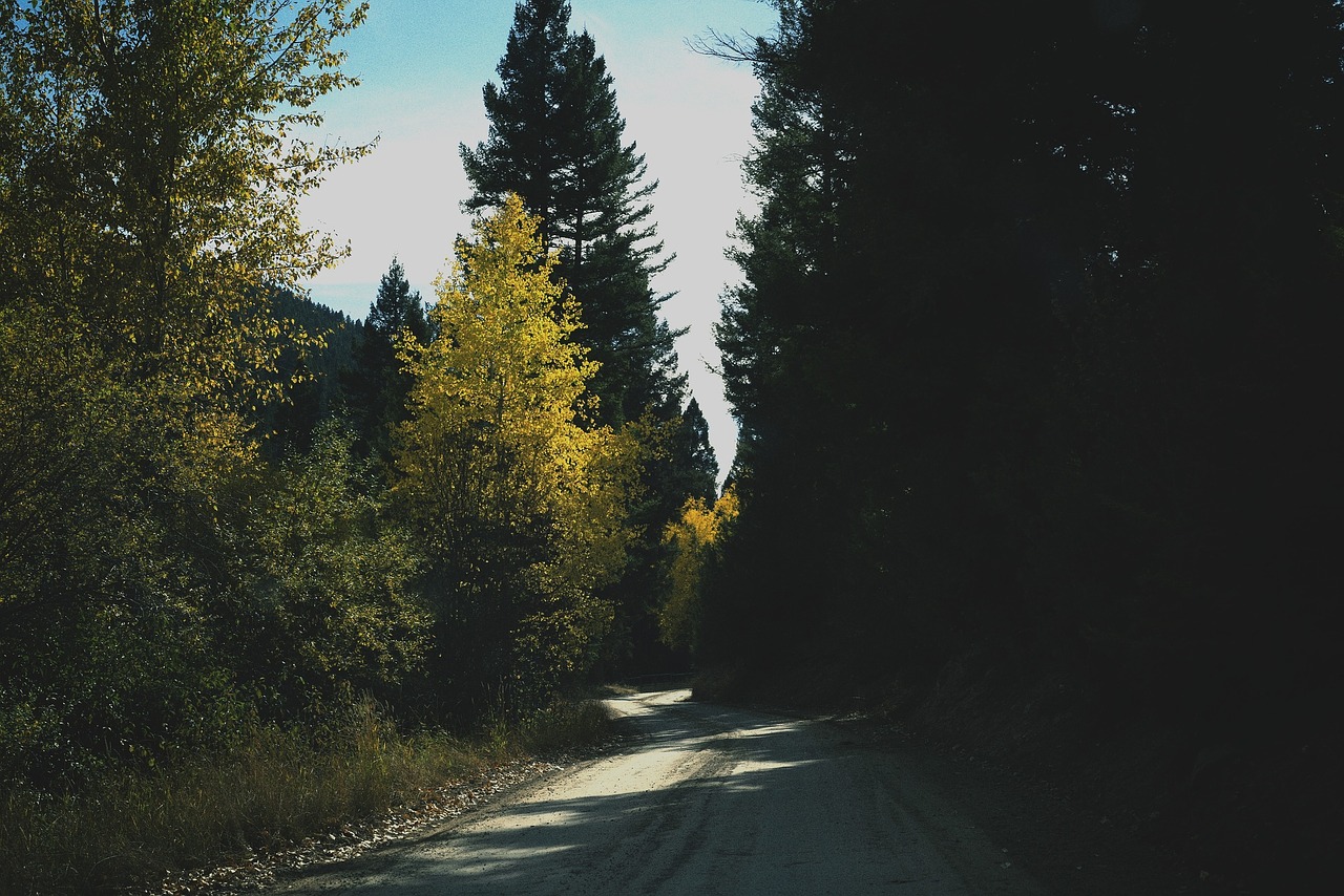 rural road trees free photo