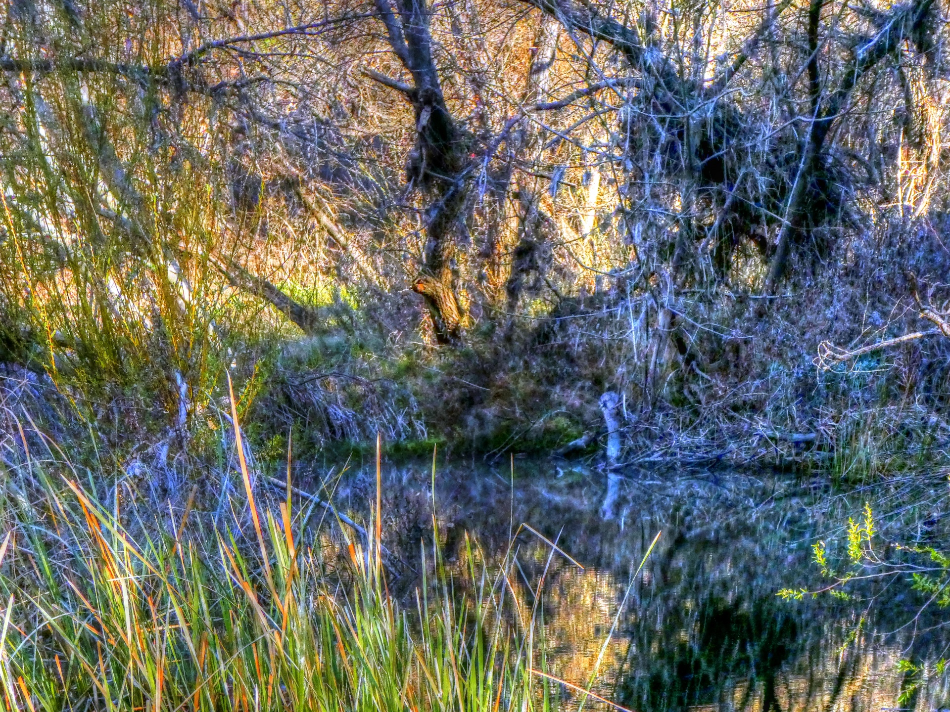 creek river water free photo