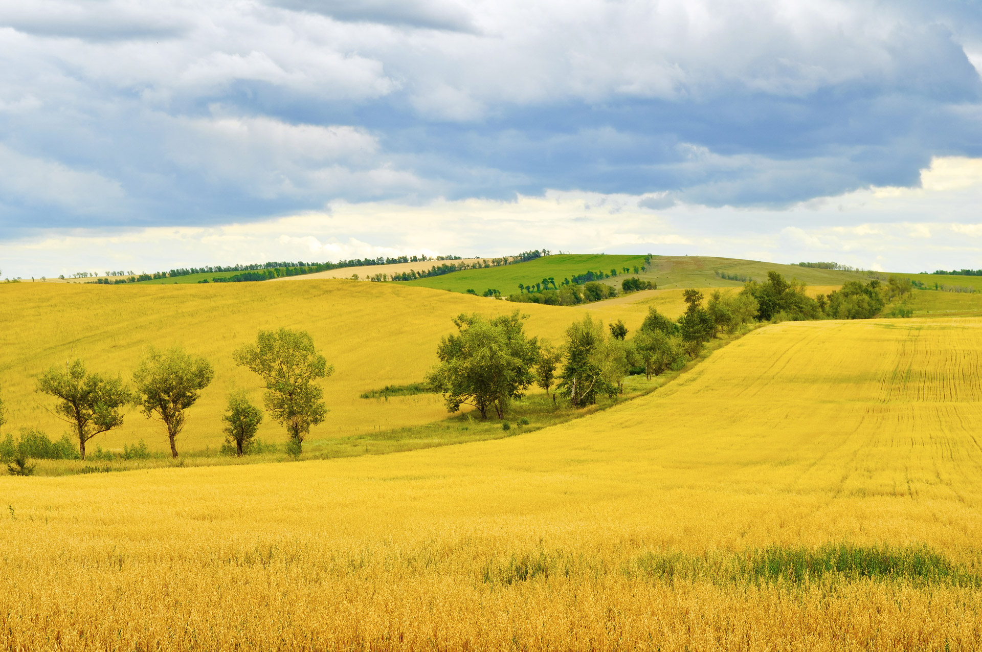 wheat harvest agriculture free photo