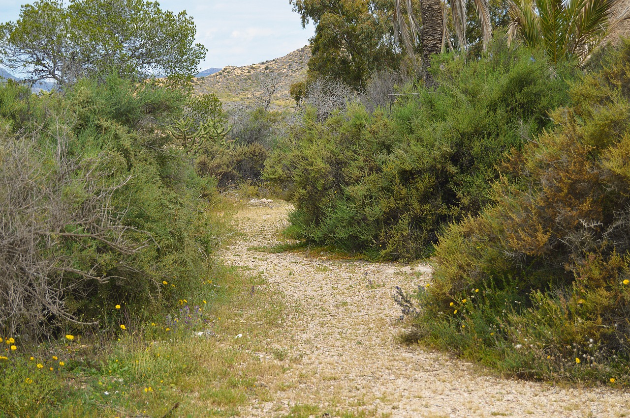 rural road path nature free photo