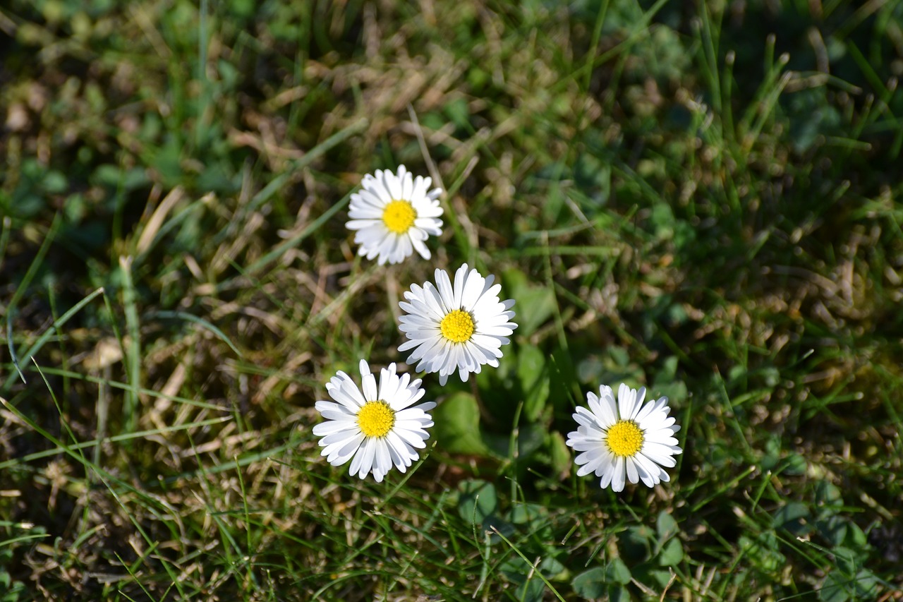 rush daisy nature free photo