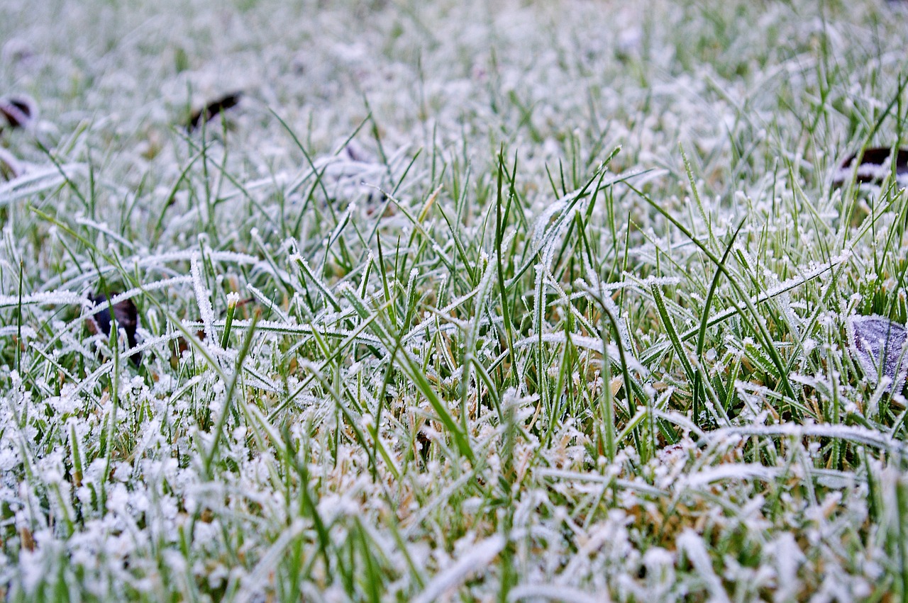rush lawn frosty meadow free photo
