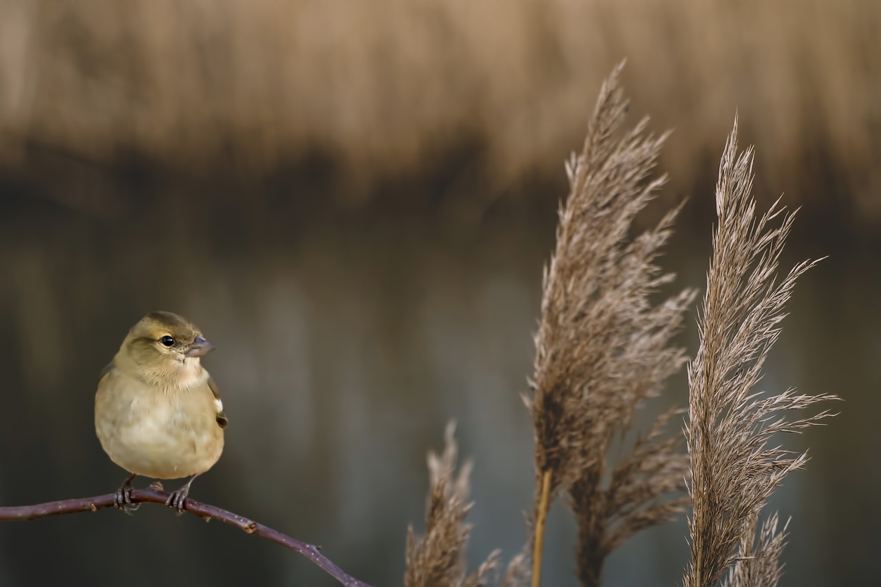 rush bird kinglet free photo