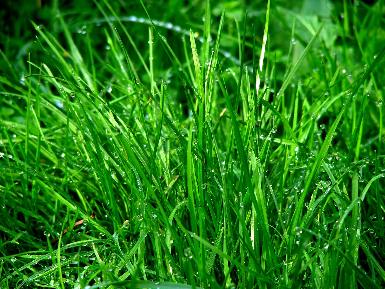 rush grass dew free photo