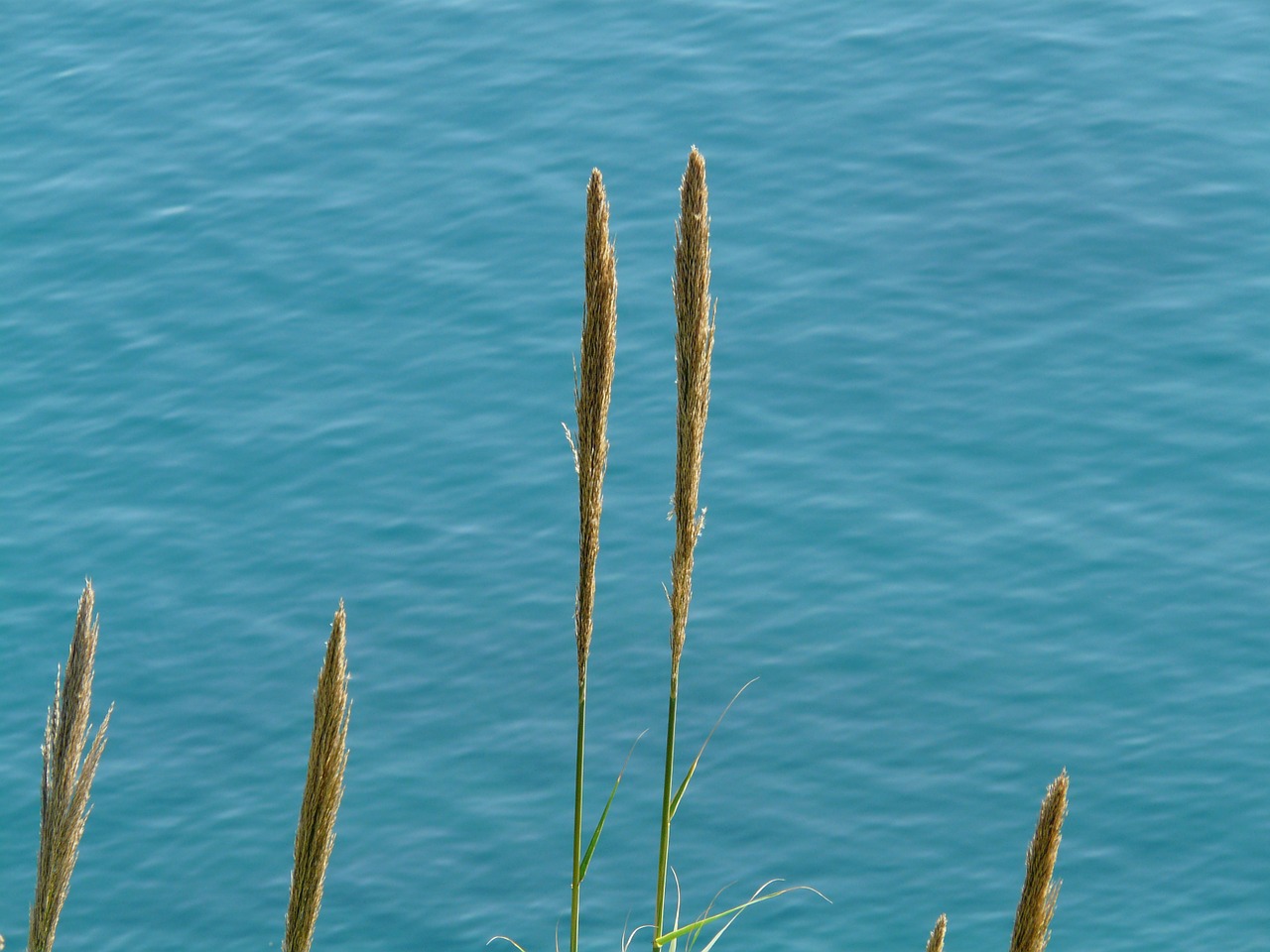 rush grass plant free photo