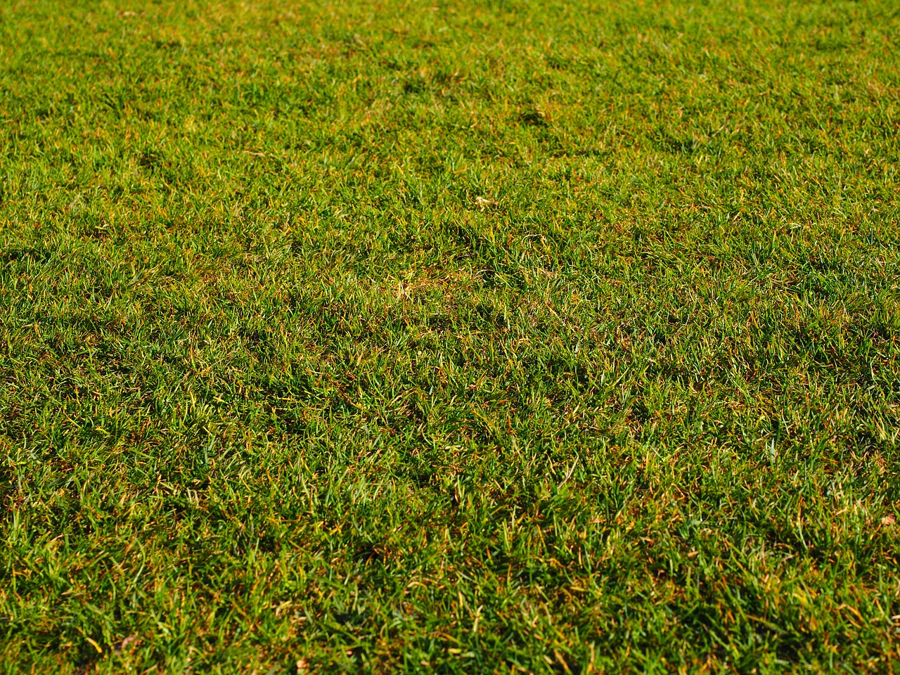 rush grass frisch free photo