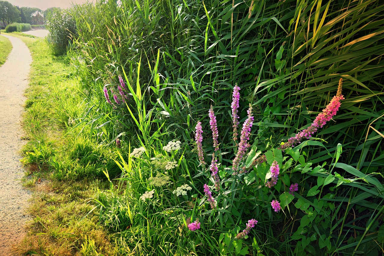 rushes river bank flowers free photo