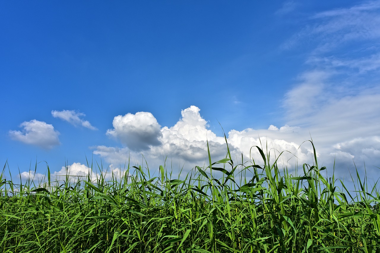 rushes  plant  aquatic plant free photo