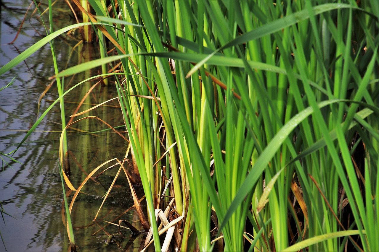 rushes  grass  green free photo