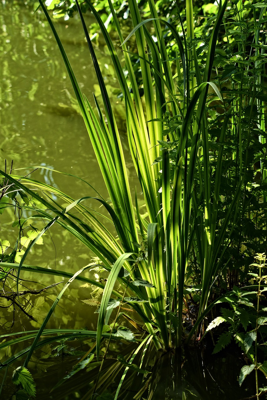 rushes  plant  aquatic plant free photo