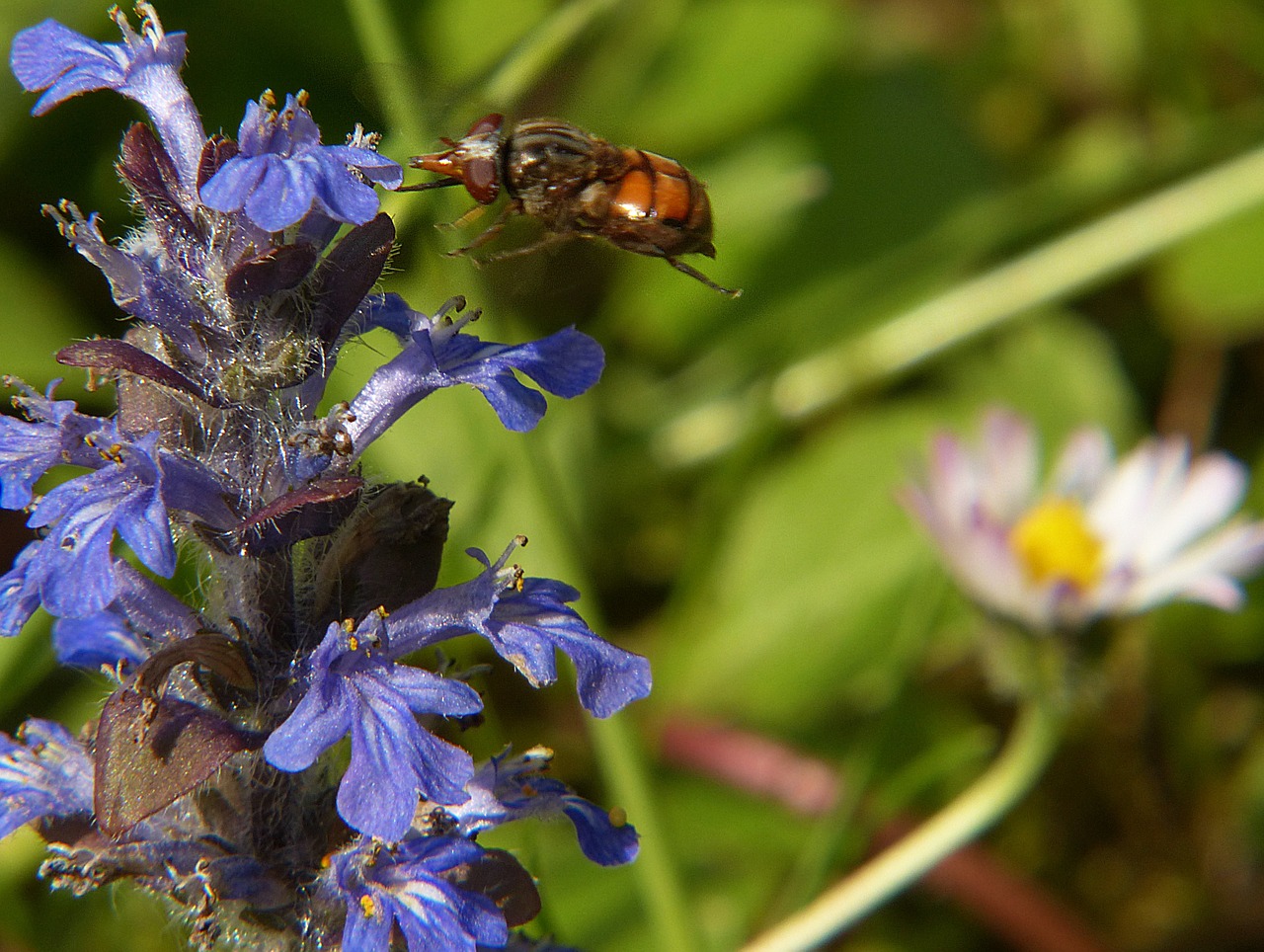 campestris hoverfly insect free photo