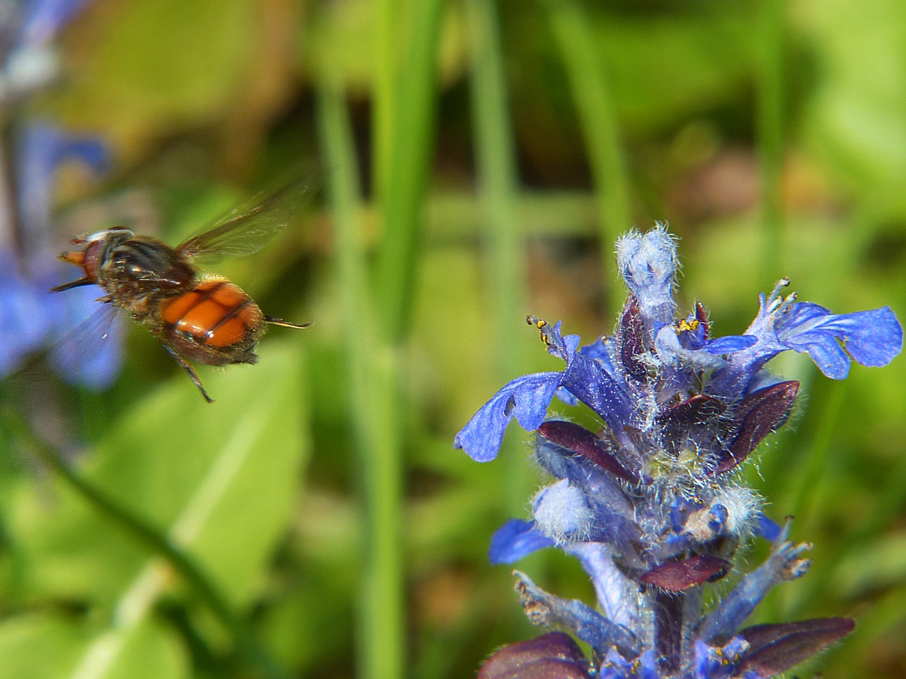 campestris hoverfly insect free photo