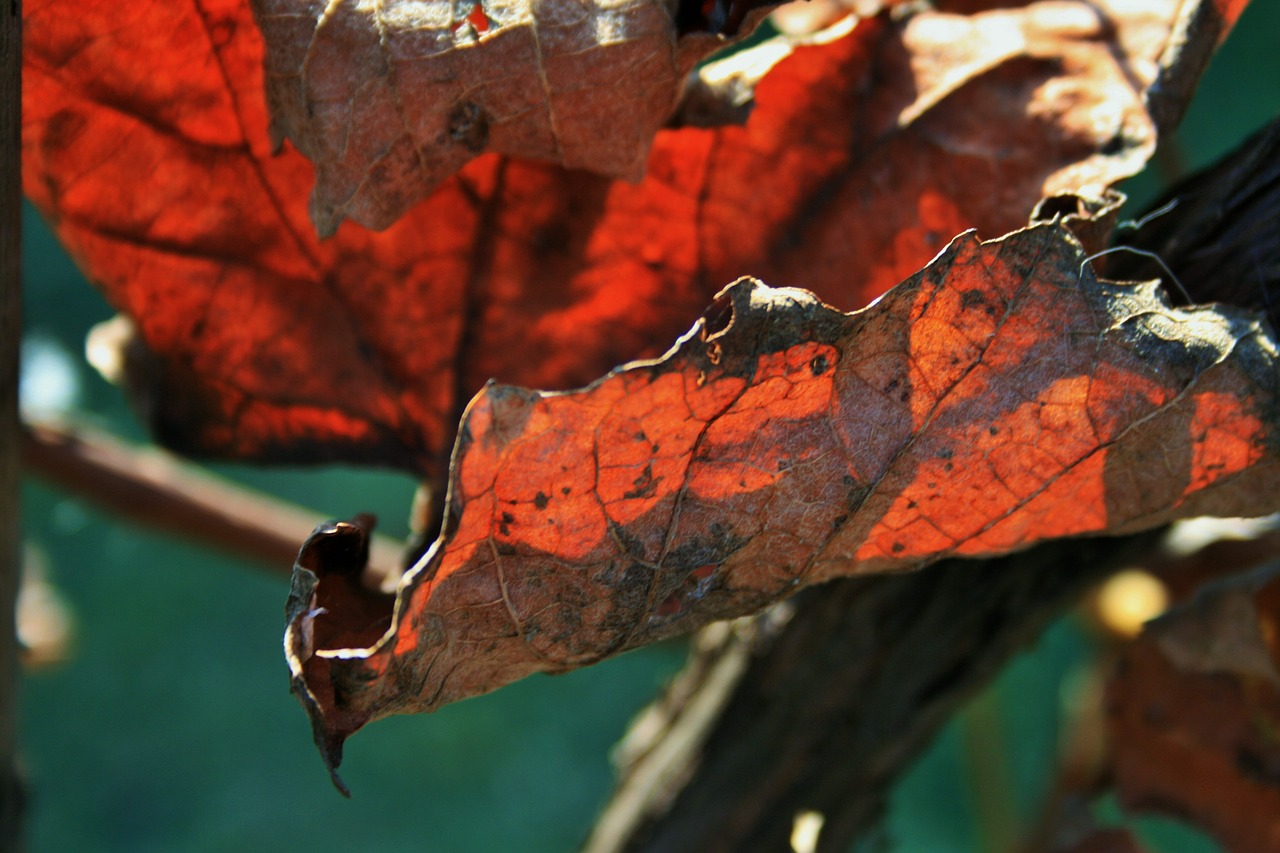 russet leaf leaf vine free photo