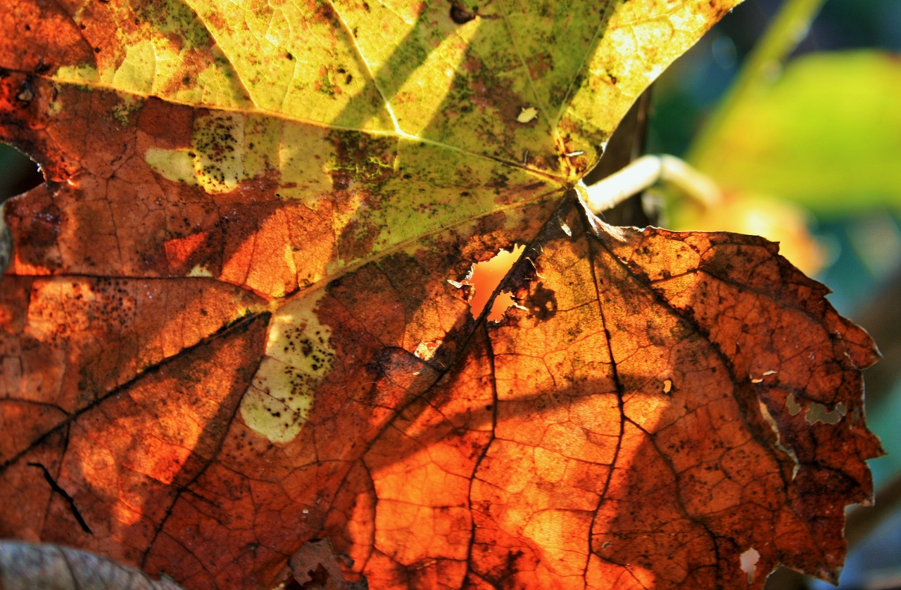 russet leaf leaf vine free photo