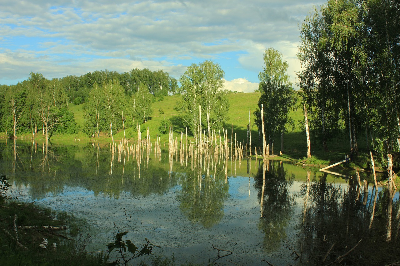 russia swamp nature free photo