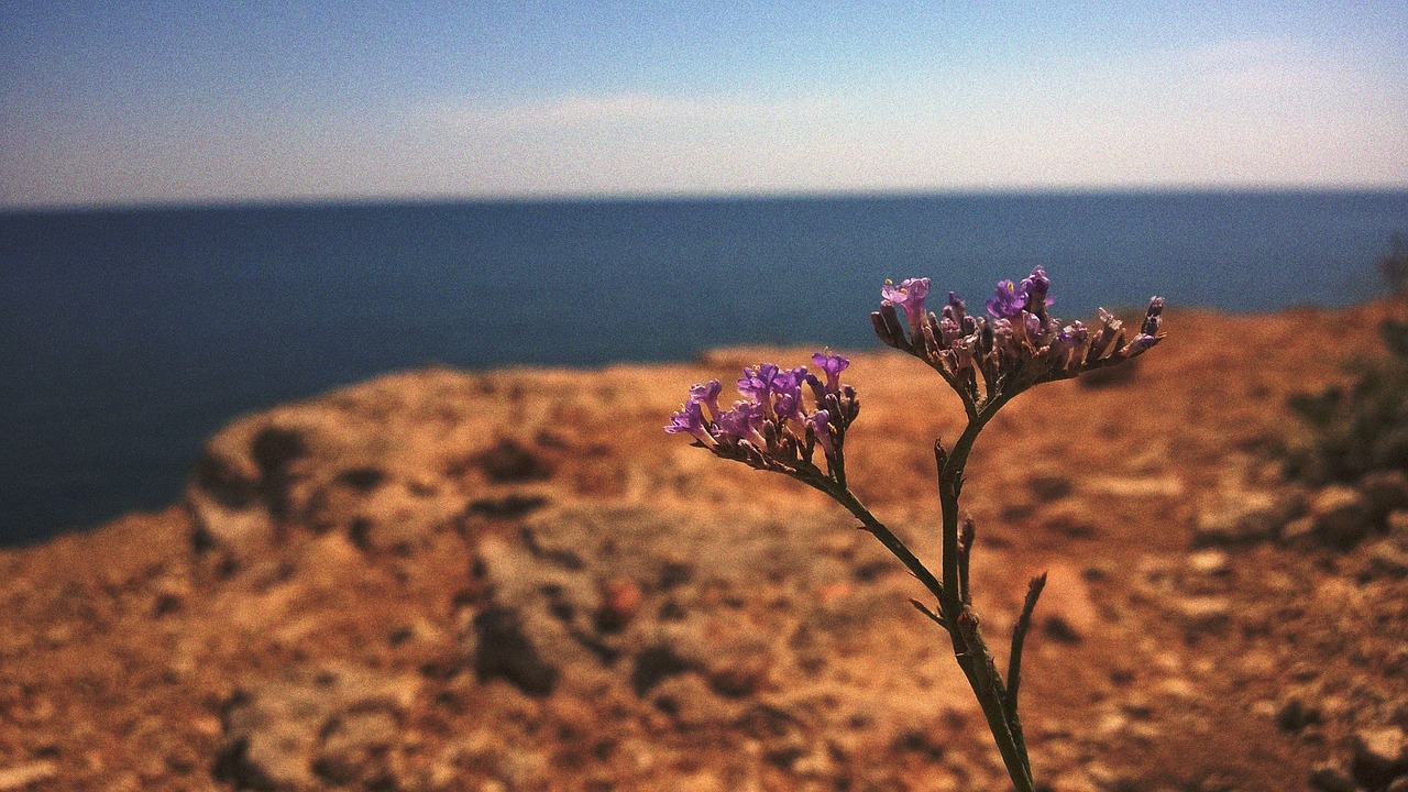 russia crimea black sea free photo