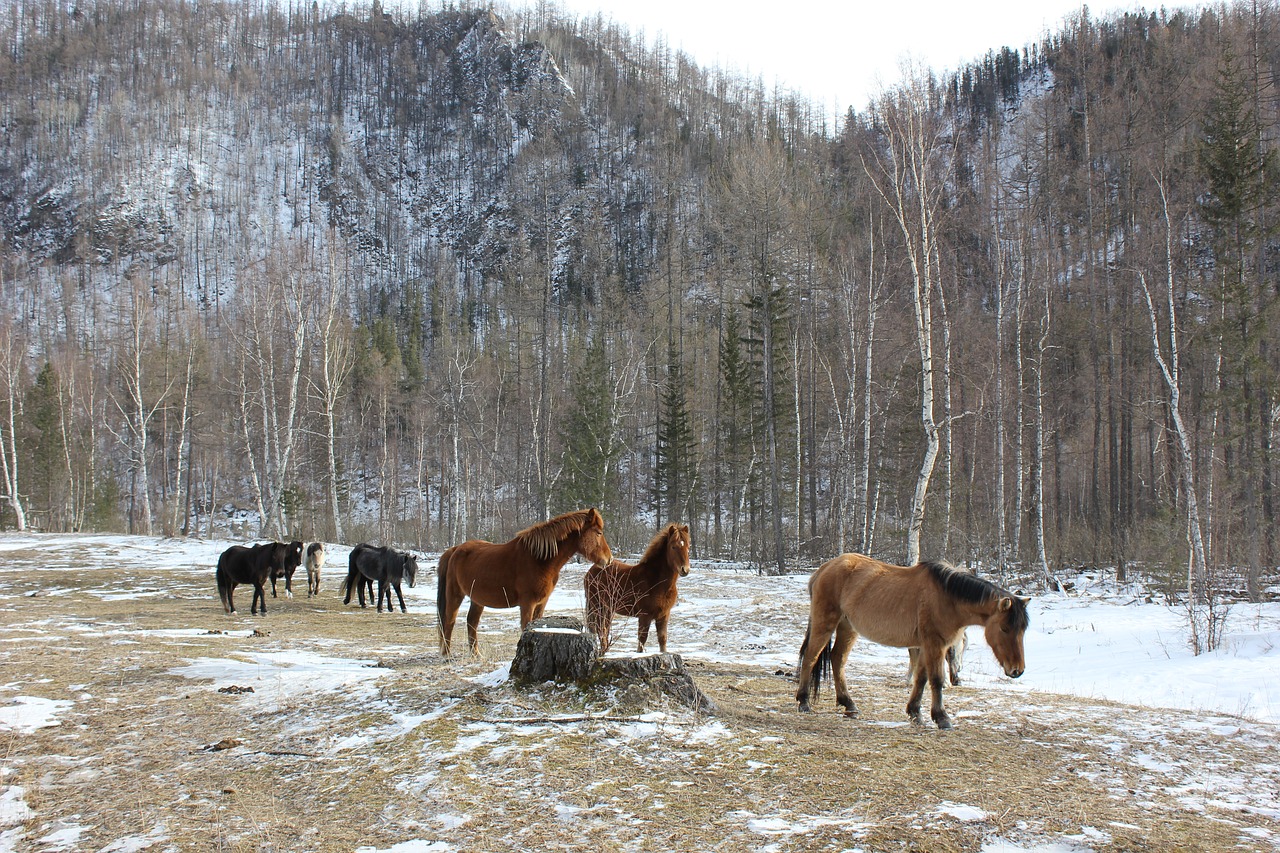 russia siberia horses free photo