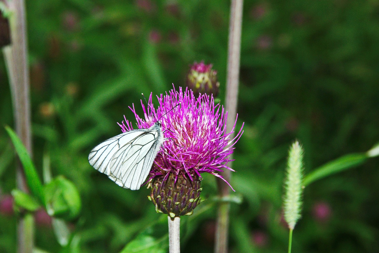 butterfly thistle moth free photo