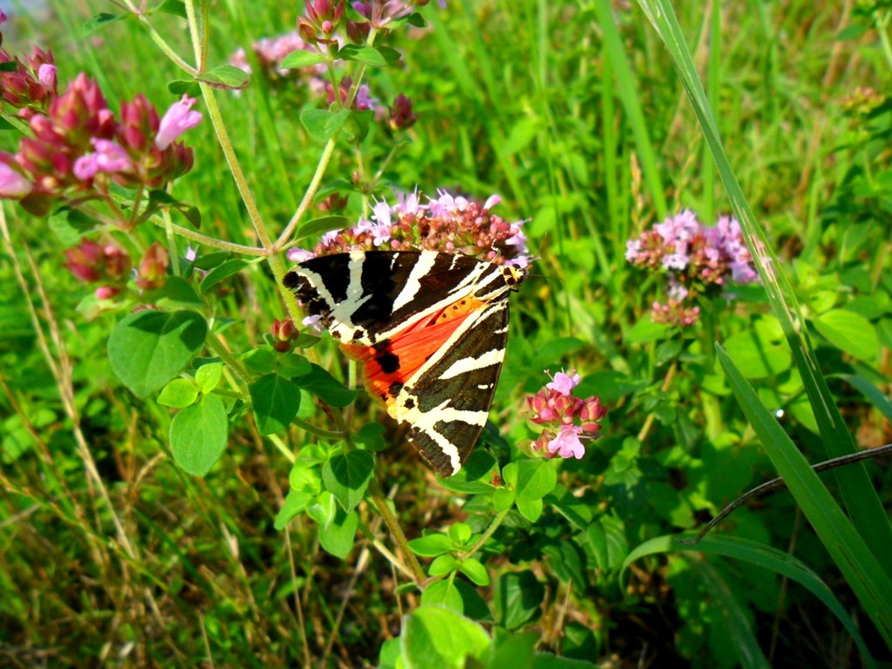 russian bear butterfly freedom free photo