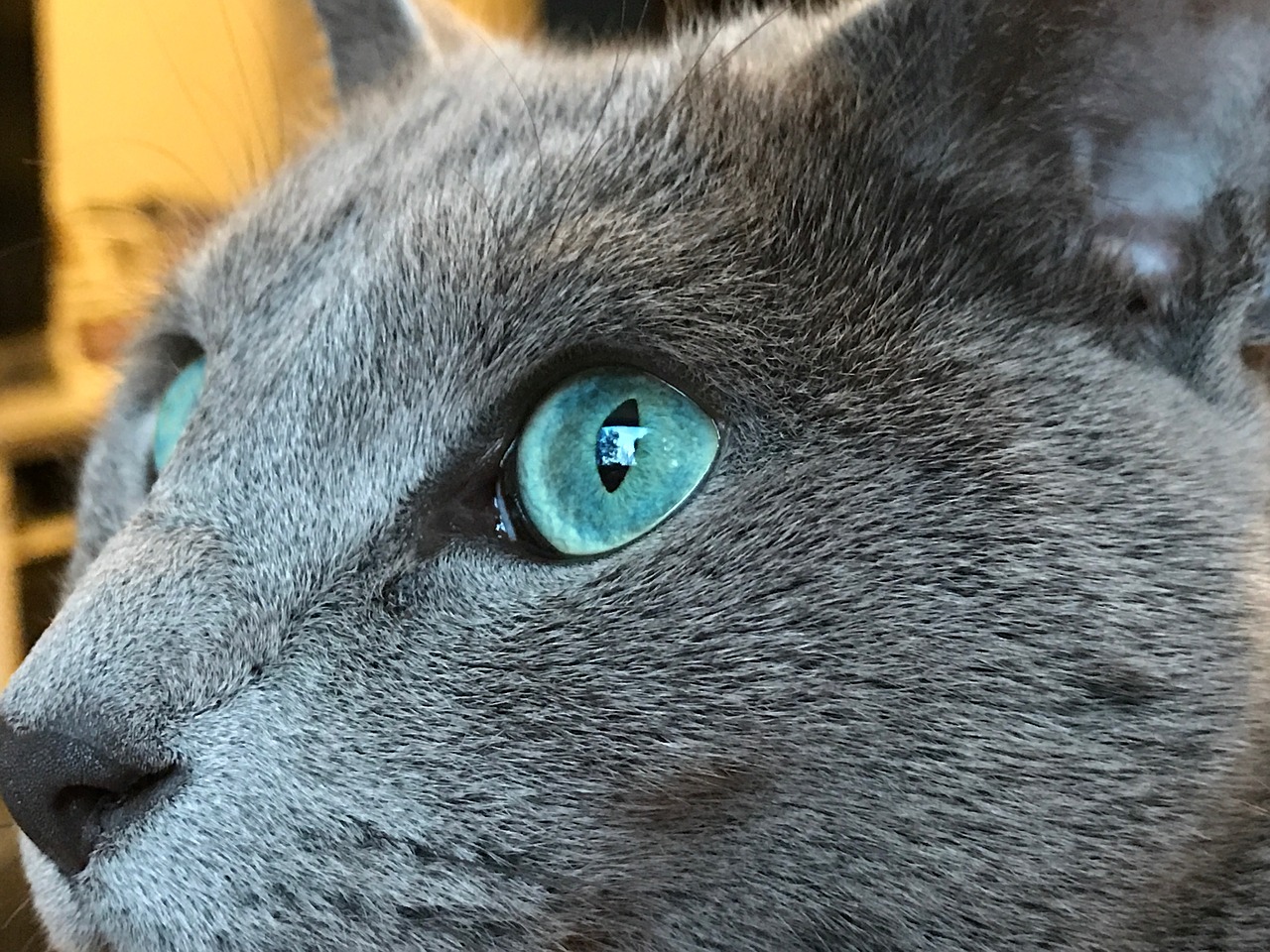 russian blue cat grey free photo