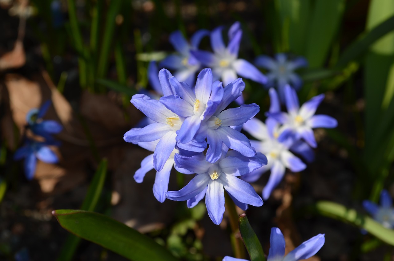 russian blue star flower flowers free photo