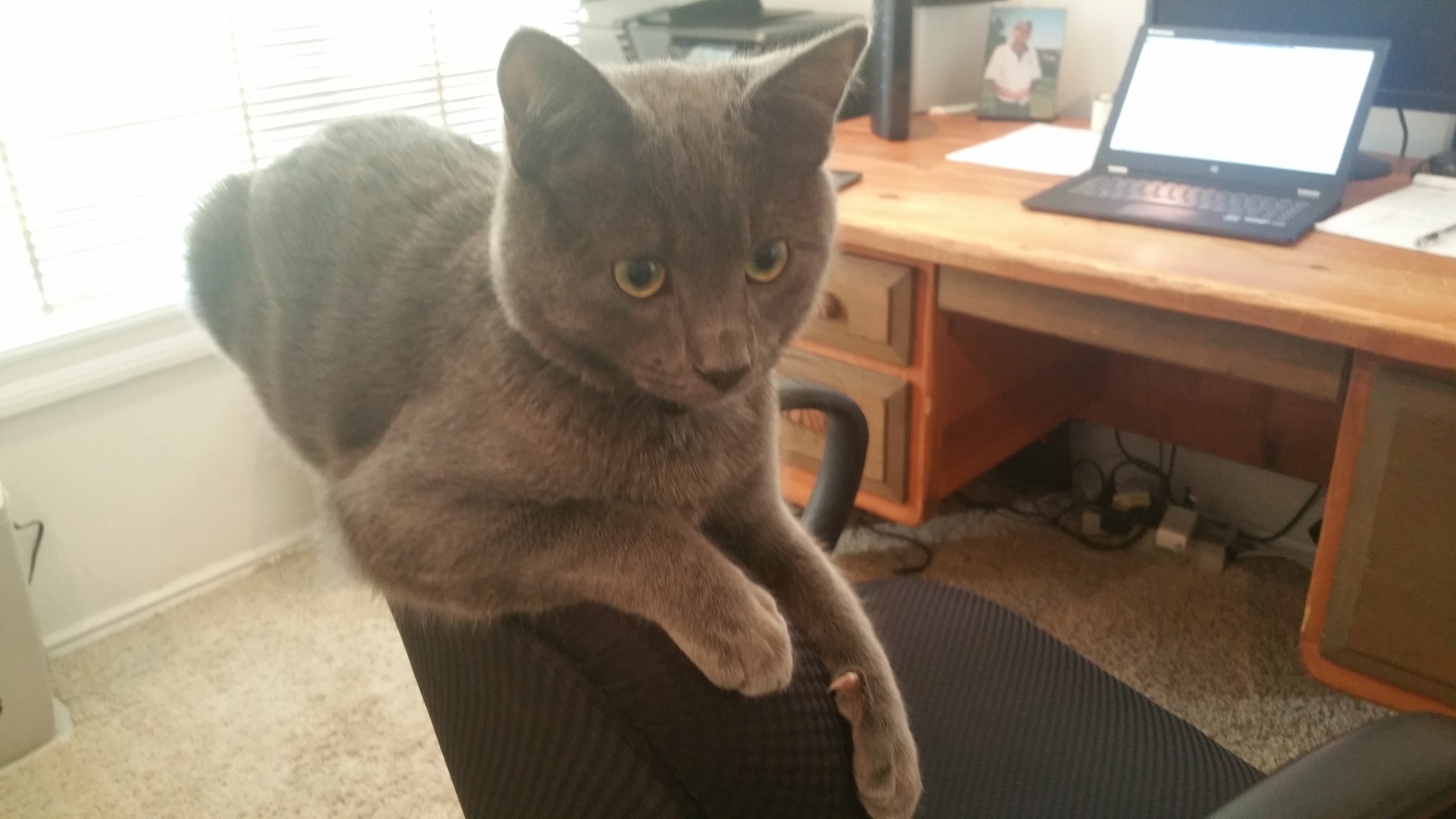 cat russian blue hypoallergenic free photo