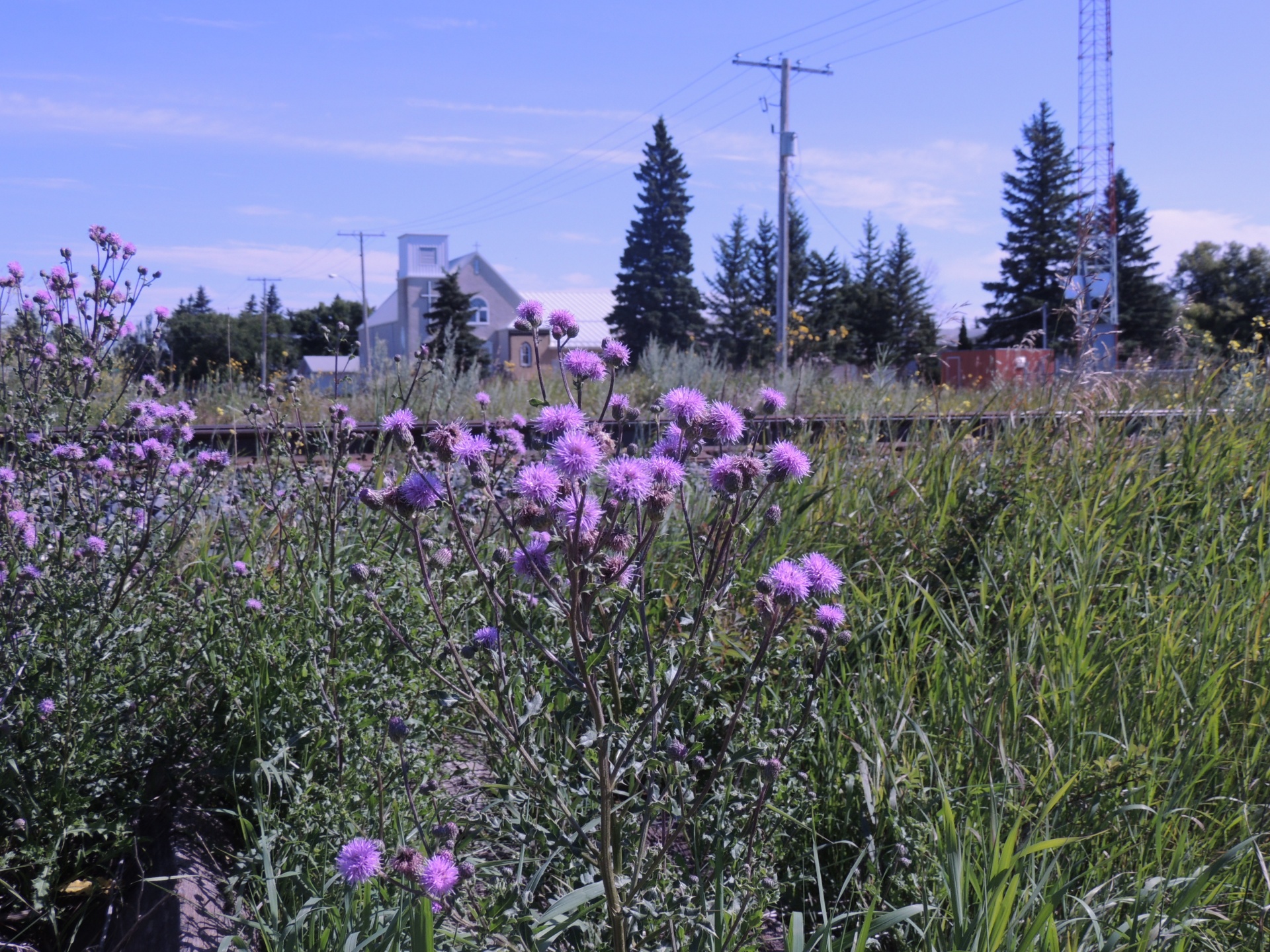 russian thistle thistle plant free photo