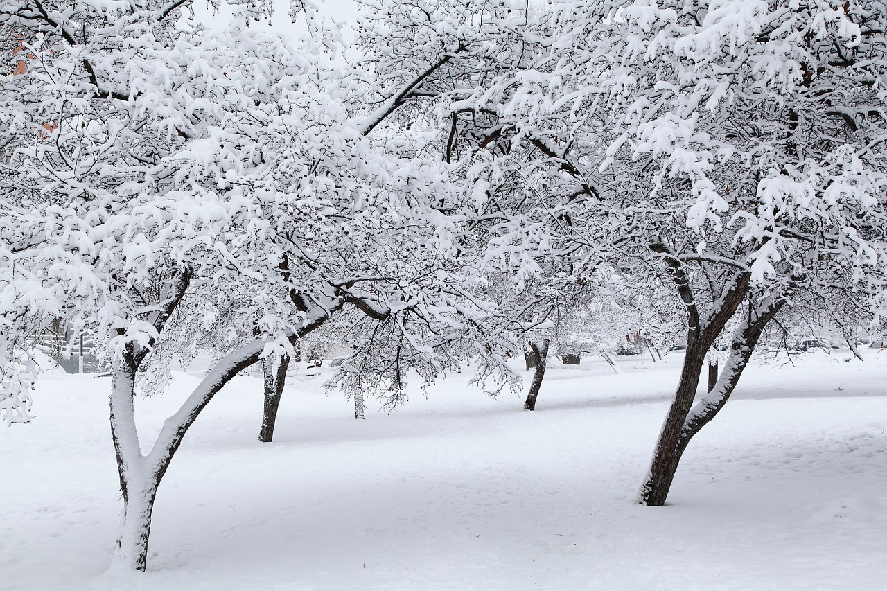 russian winter  white snow  snow covered trees free photo