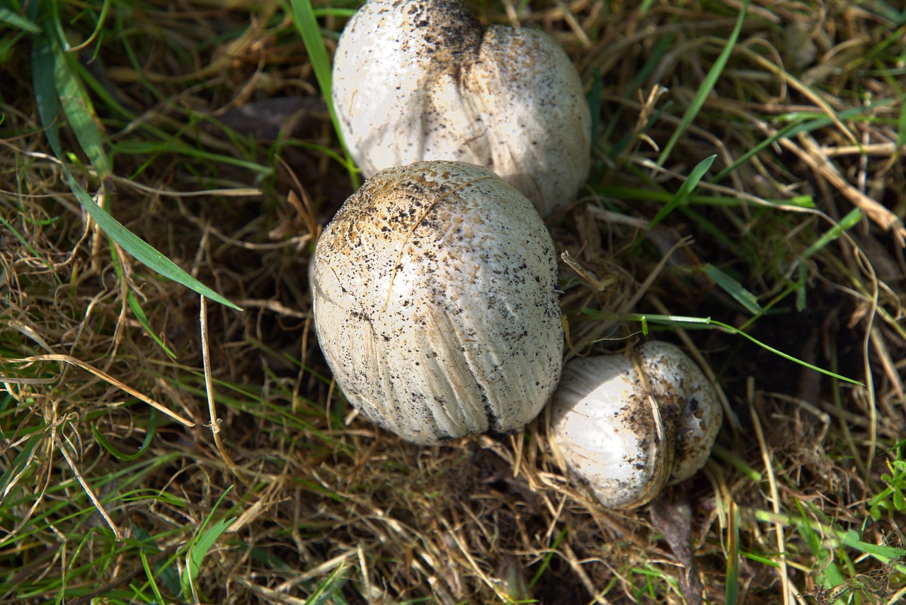 russula mushrooms coprinus free photo