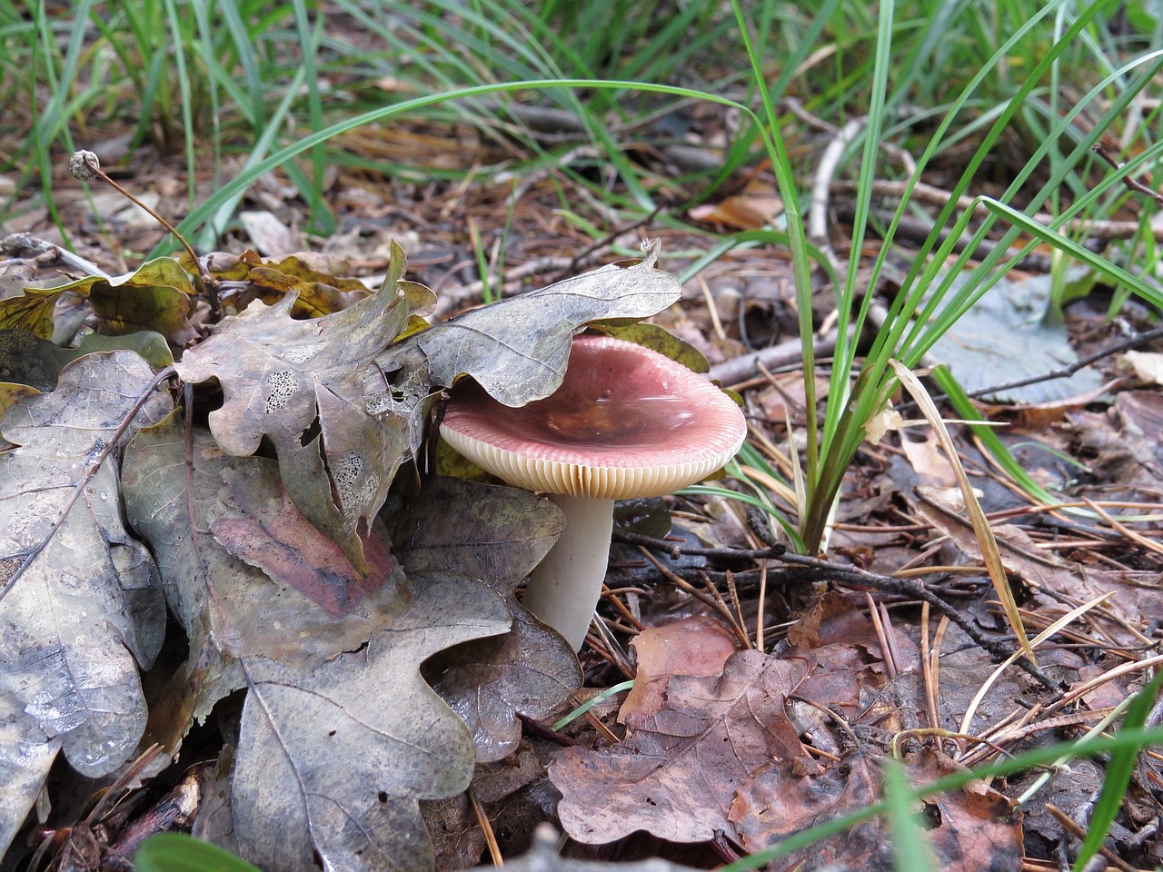 russula mushroom dry leaves free photo